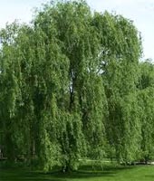 Salix Cinerea - Grey Willow